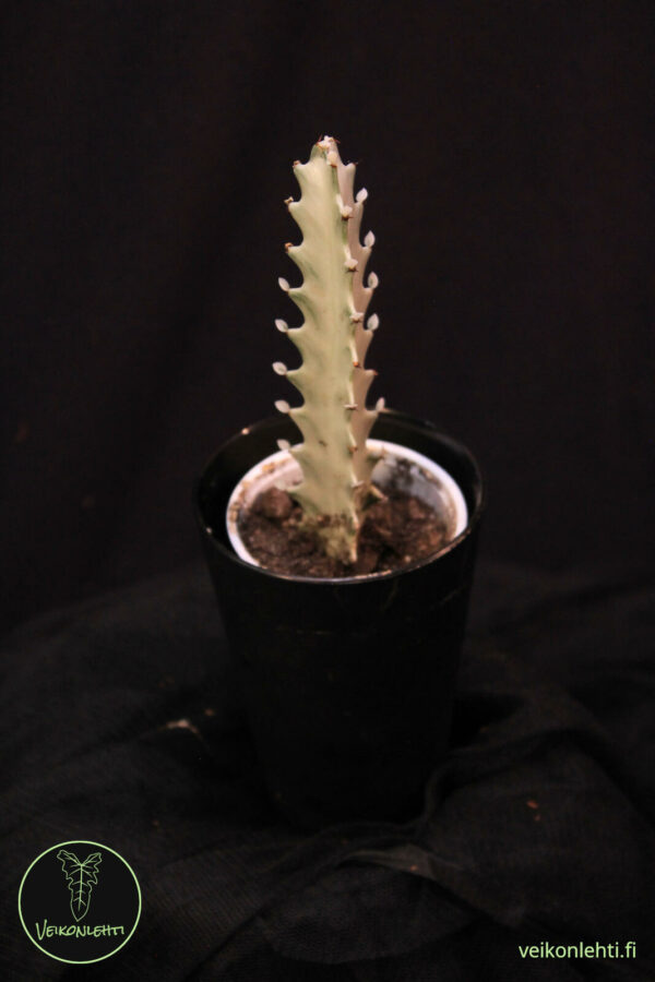 Euphorbia Lactea White Ghost