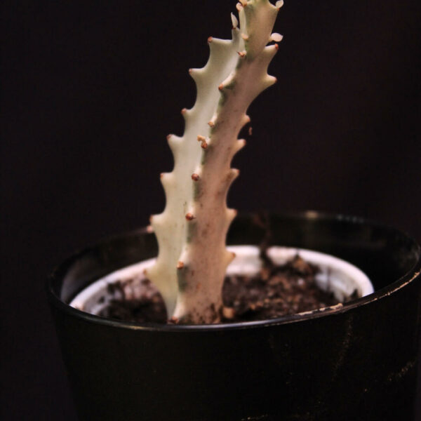 Euphorbia Lactea White Ghost