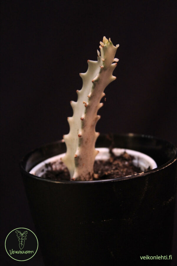 Euphorbia Lactea White Ghost