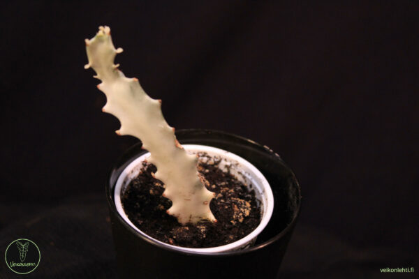 Euphorbia Lactea White Ghost