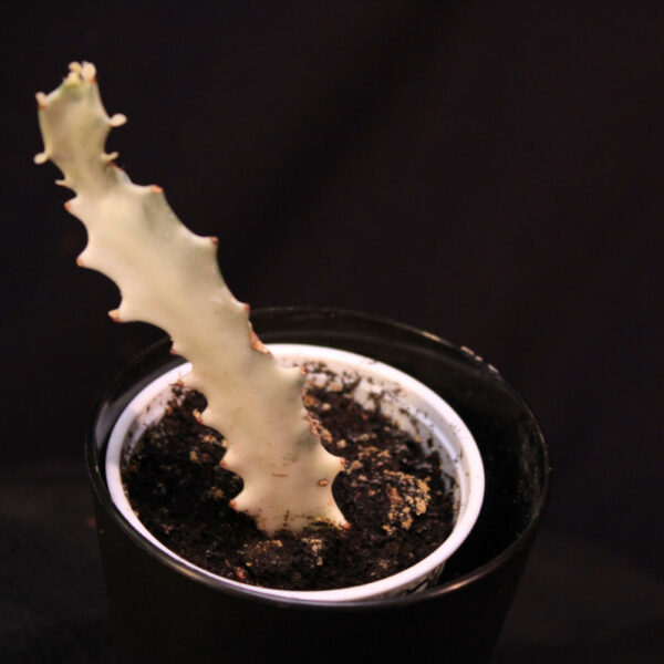 Euphorbia Lactea White Ghost
