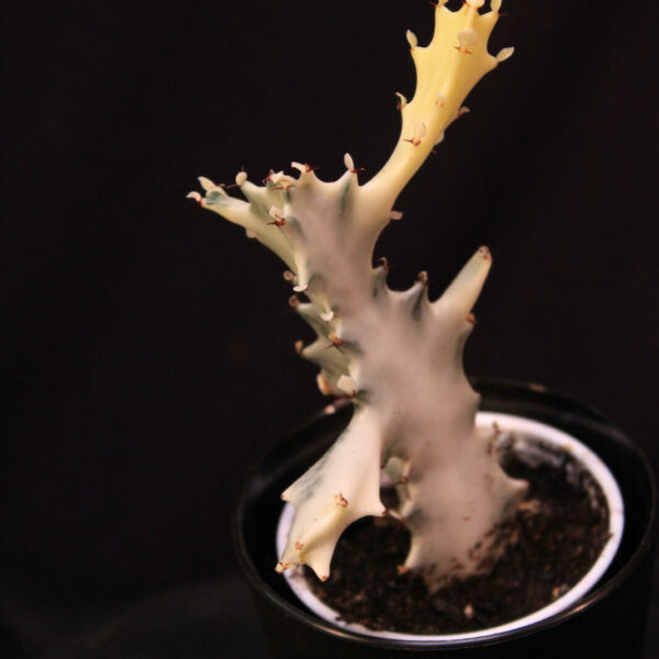 Euphorbia Lactea White Ghost
