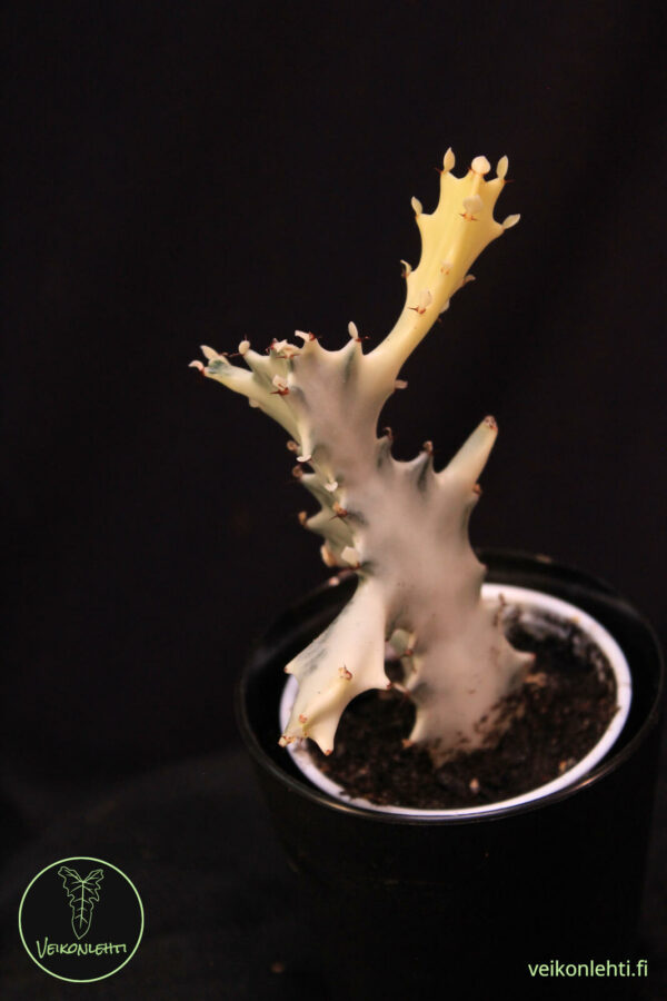 Euphorbia Lactea White Ghost