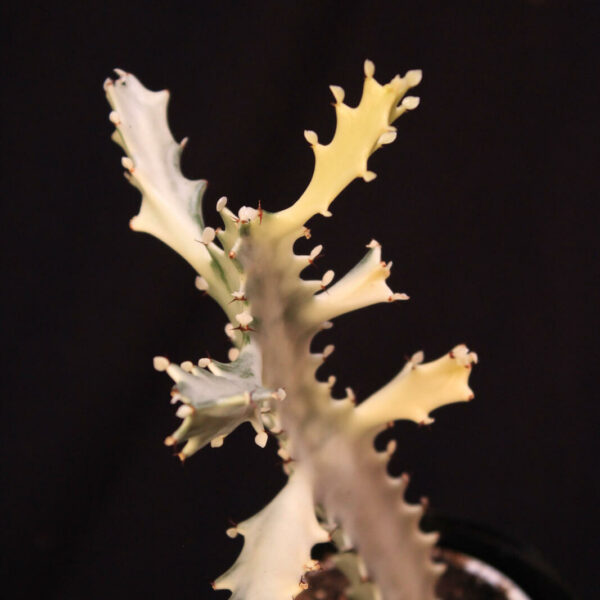 Euphorbia Lactea White Ghost