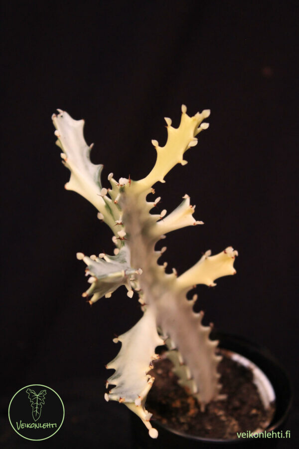 Euphorbia Lactea White Ghost