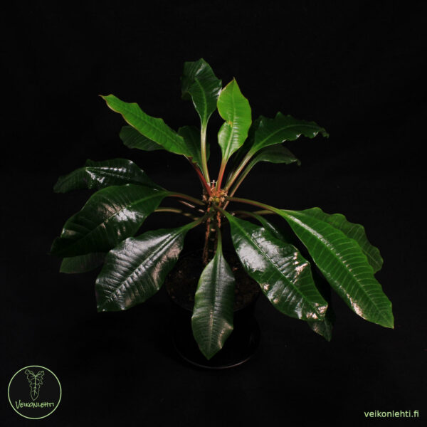 Euphorbia Leuconeura - Image 2