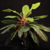 Euphorbia Leuconeura