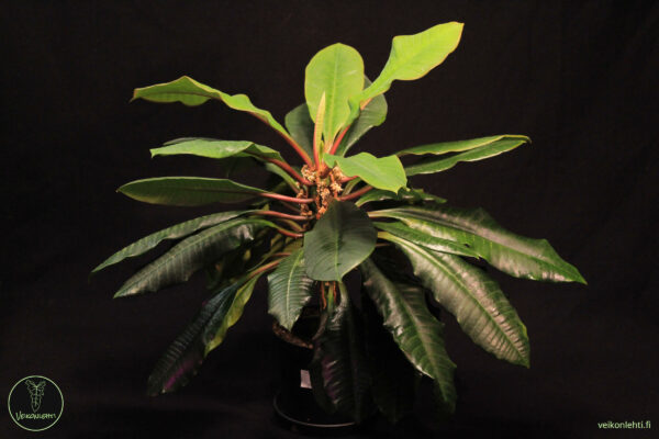 Euphorbia Leuconeura