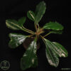 Euphorbia Leuconeura - Image 2
