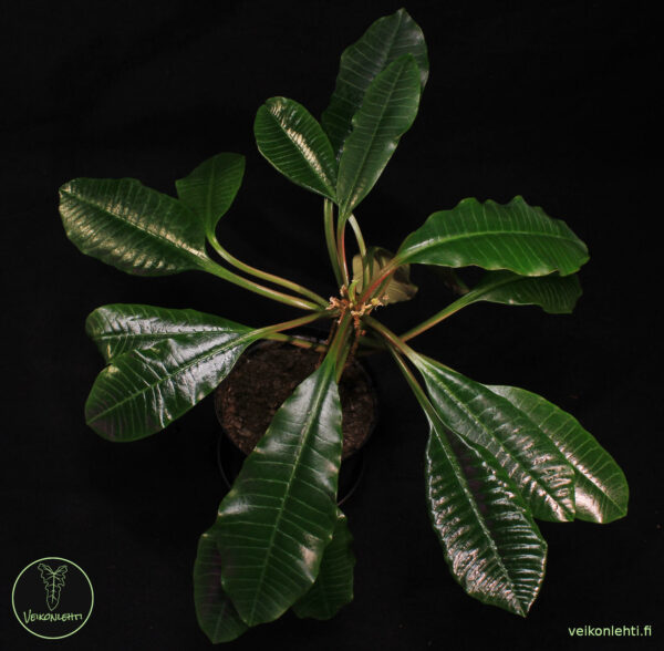 Euphorbia Leuconeura - Image 2