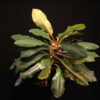 Euphorbia Leuconeura