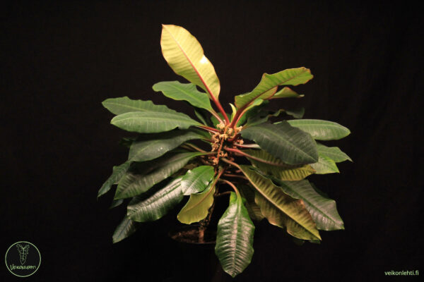 Euphorbia Leuconeura