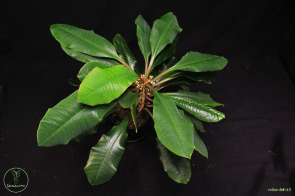 Euphorbia Leuconeura