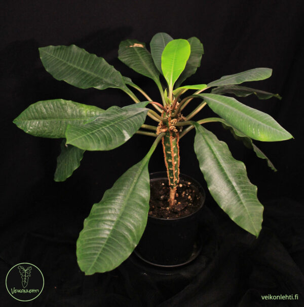 Euphorbia Leuconeura