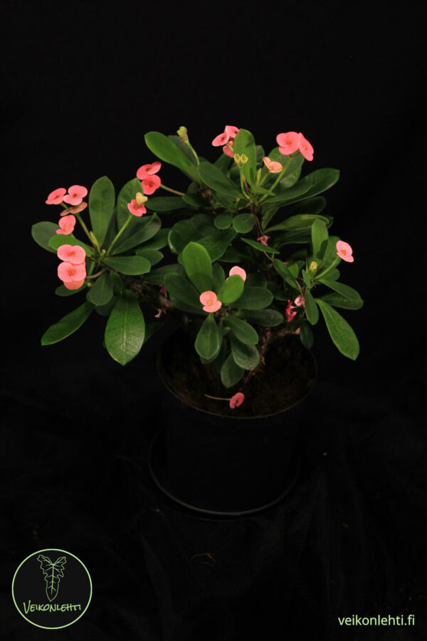 Euphorbia Miilii