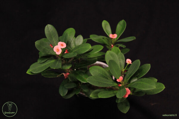 Euphorbia Miilii