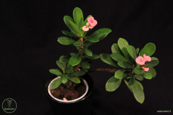 Euphorbia Miilii
