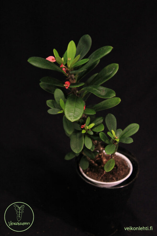 Euphorbia Miilii