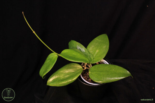 Hoya Aldrichii