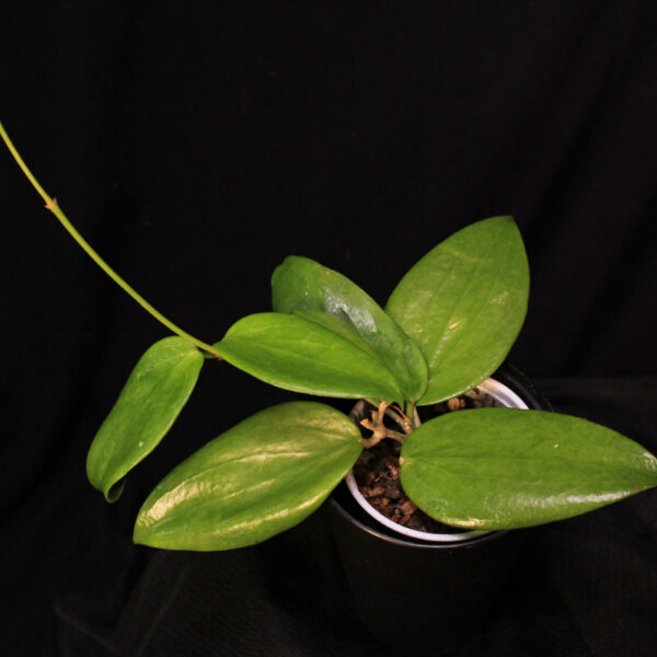 Hoya Aldrichii