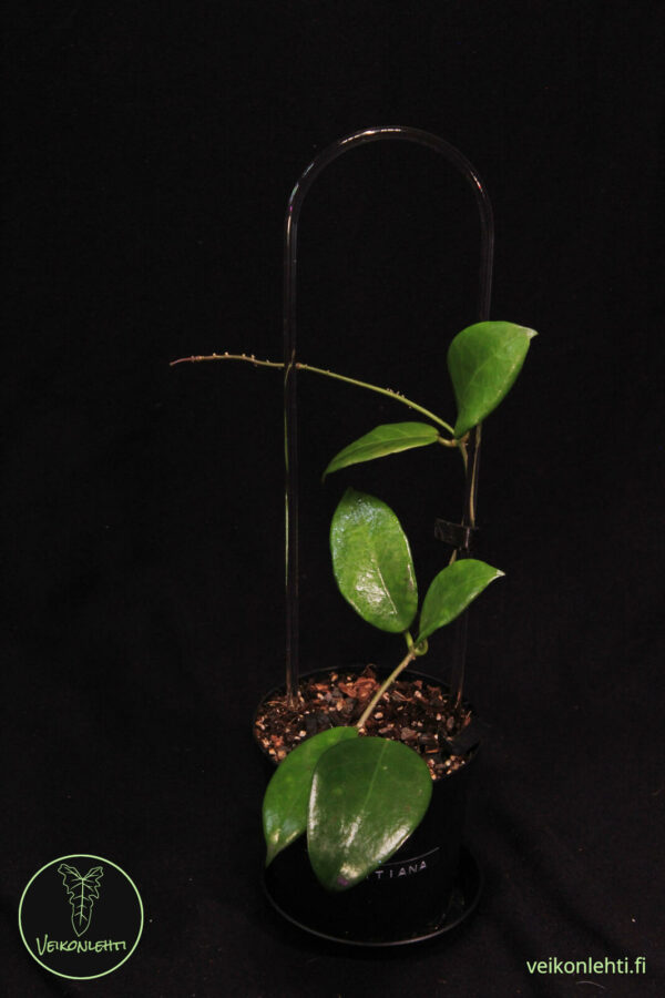 Hoya Arnottiana