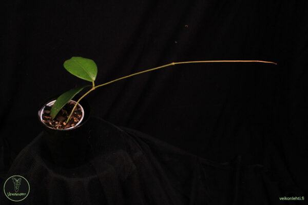 Hoya Arnottiana