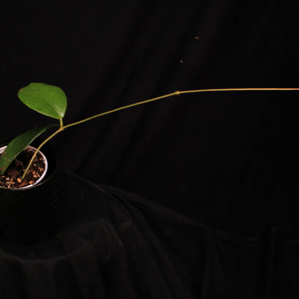 Hoya Arnottiana