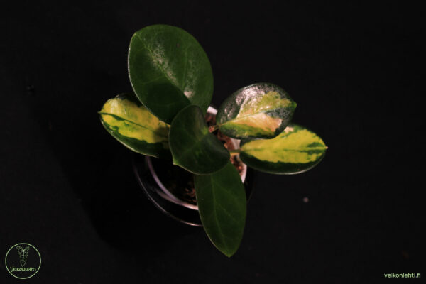 Hoya Australis Lisa
