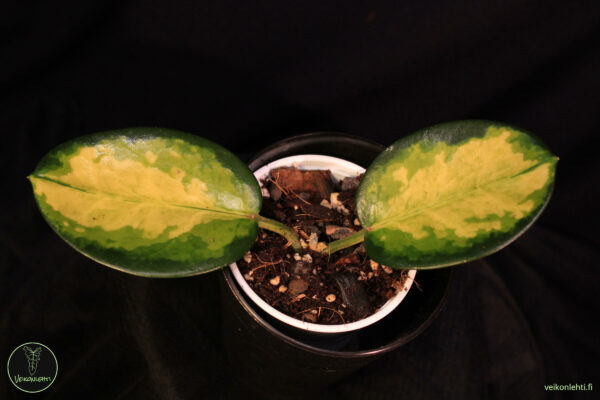 Hoya Australis Lisa