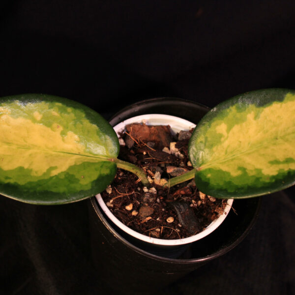 Hoya Australis Lisa