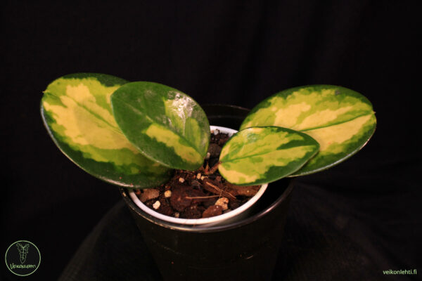 Hoya Australis Lisa