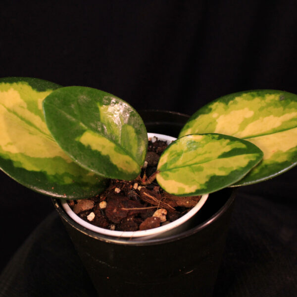 Hoya Australis Lisa
