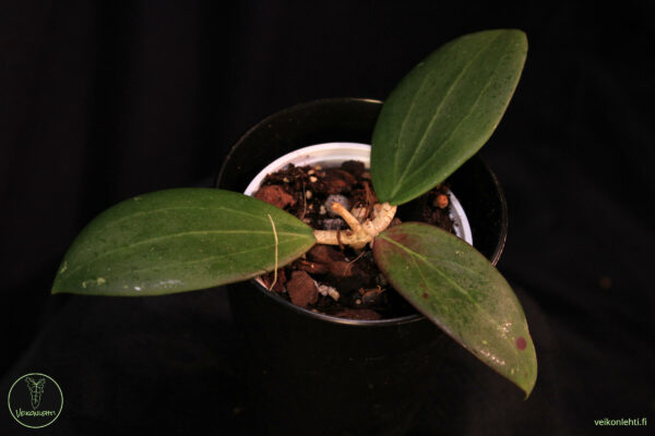 Hoya Bangkok red