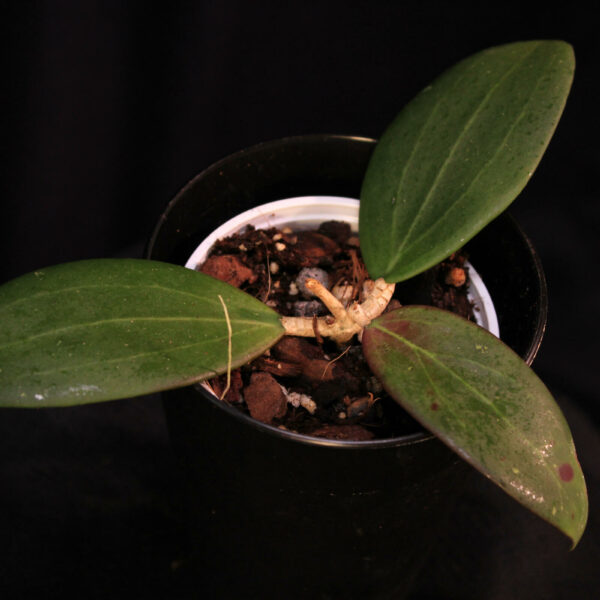 Hoya Bangkok red