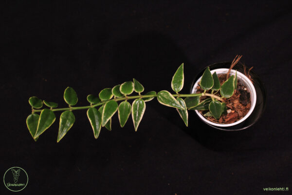 Hoya Bella Albomarginata