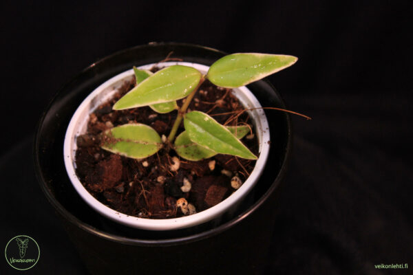 Hoya Bella Albomarginata