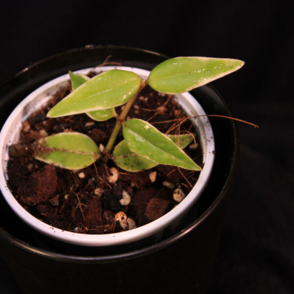 Hoya Bella Albomarginata