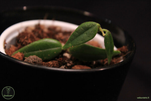 Hoya Bella