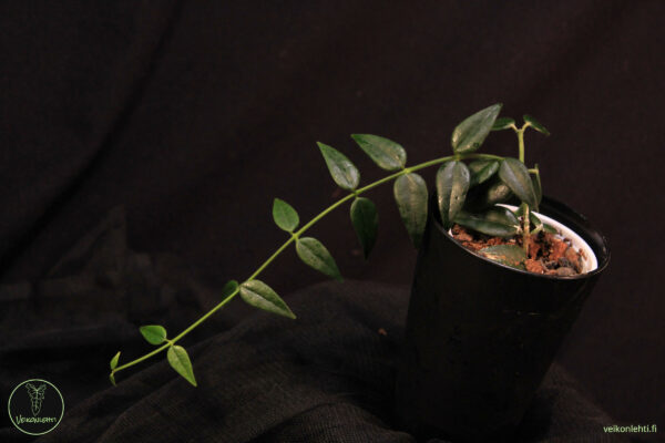 Hoya Bella