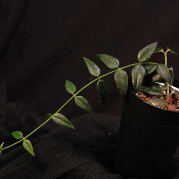 Hoya Bella