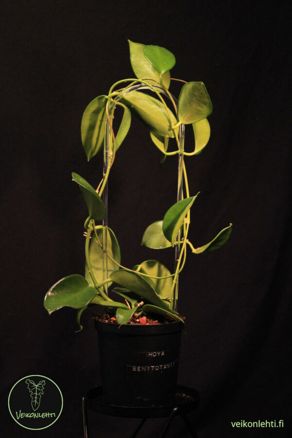 Hoya Benitotanii