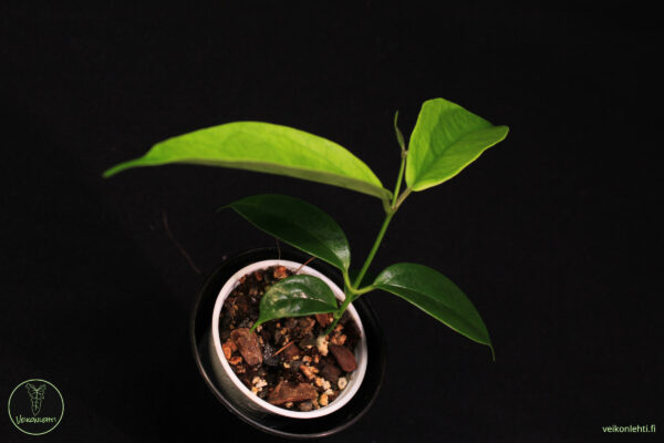 Hoya Buotii - Image 2