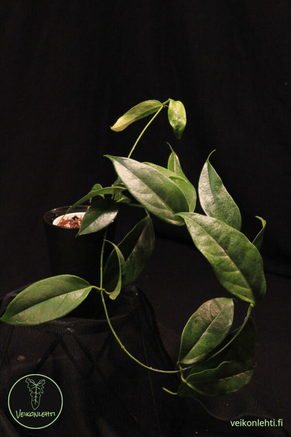 Hoya Buotii