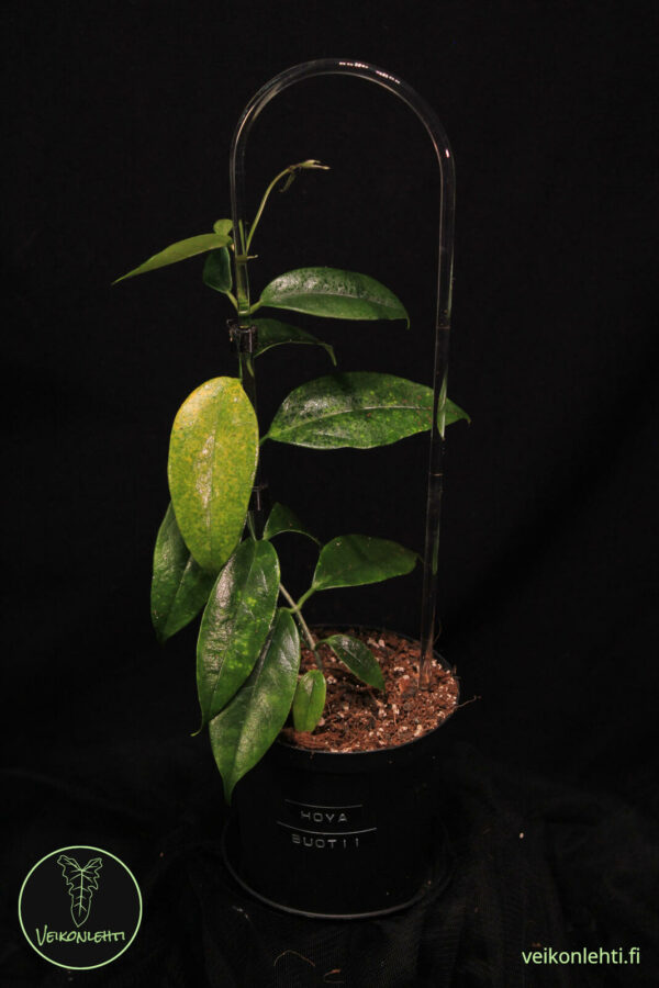 Hoya Buotii