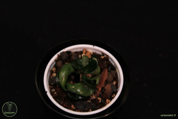 Hoya Carnosa Compacta - Image 2