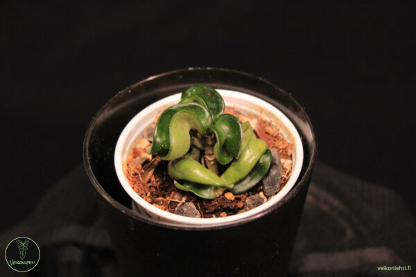 Hoya Carnosa Compacta