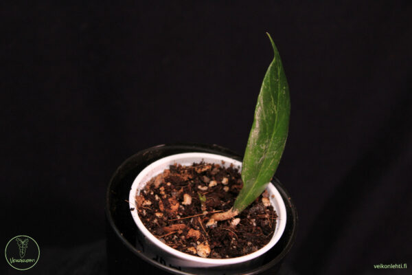 Hoya Carnosa Dark Red