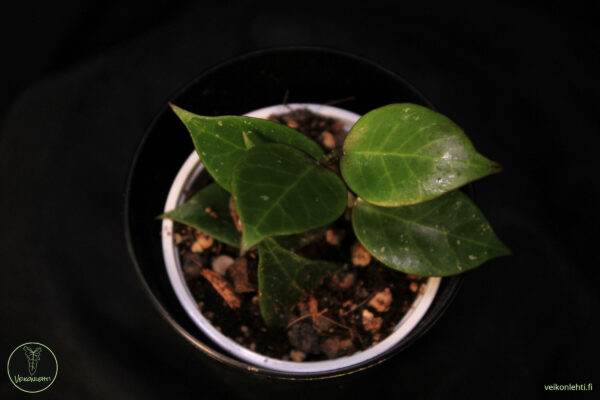 Hoya Carnosa Dark Red