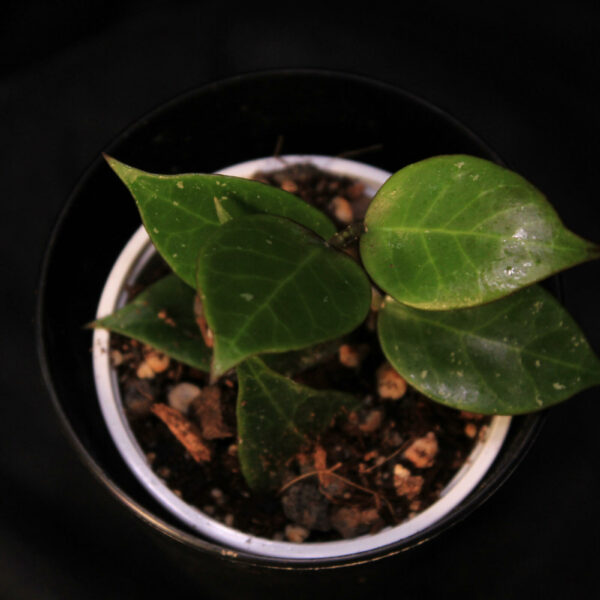 Hoya Carnosa Dark Red