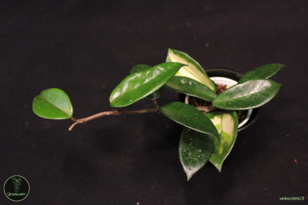Hoya Carnosa